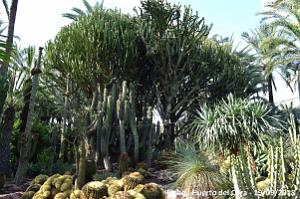 19 ELCHE HUERTO DEL CURA (102)